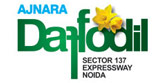 AJNARA DAFFODIL
